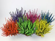 Calluna (gefärbt)