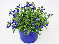 Lobelia