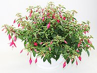 Fuchsia Ampeln