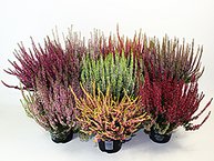 Calluna Gardengirls Hauptsortiment