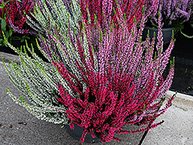 Calluna Gardengirls Schale / 27 