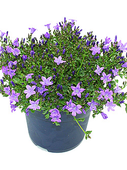 Campanula portenschl.