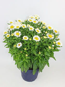 Leucanthemum